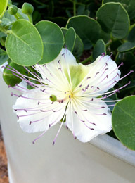Caperberry flowering